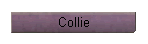 Collie